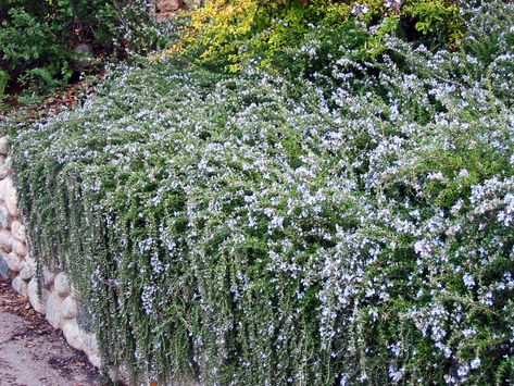 Creeping Rosemary, Trailing Rosemary, Plant Pallet, Tresco Abbey Gardens, Couch Ikea, Growing Rosemary, Garden Retaining Wall, Tattoo Plant, Architectural Plants