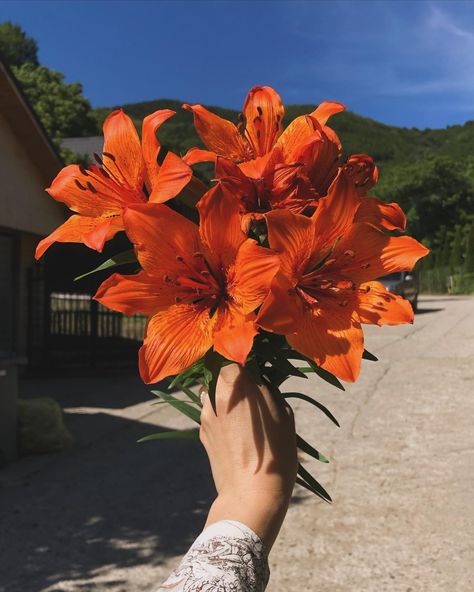 🧡🧡 . . . #ootd #orange #palazzopants #thrifted #thriftedlook #orangeflowers #orangelilies #lilies #simplethings #joy Orange Lilly, Orange Tiger Lily, Orange Lilies, Orange Lily, Tiger Lilies, Lily Bouquet, Aesthetic Board, Tiger Lily, Pink Lily