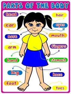 Parts of the body - Poster Parts Of Body For Kids, Educational Posters For Kids, Doll Printies, Body Parts For Kids, Preschool Charts, Parts Of Body, Body Preschool, Body Parts Preschool, English For Kids