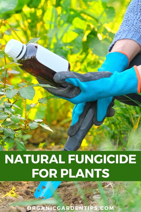 Diy Plant Fungicide, Diy Fungicide For Plants, Homemade Fungicide For Plants, Natural Fungicide For Plants, Fungicide For Plants, Organic Fungicide, Mold Prevention, Herb Garden In Kitchen, Bean Plant