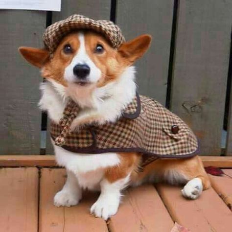 Oh My Corgi on Twitter: "… ". Sherlock Holmes, I presume Corgi Costume, Corgi Drawing, Small Dog Coats, Pet Sweaters, Puppy Accessories, Corgi Funny, Cute Dog Pictures, Corgi Puppy, Dog Products