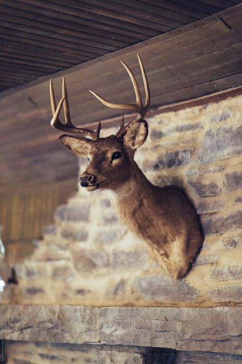 Preserved Deer Head on wall of Hunting Lodge Creative photography Inspiration #awesomephotography #amazingphotography #landscapephotography #fineartphotography #familyphotography #creativephotography #aestheticphotography #photographyideas #learnphotography #photographyinspiration #stocksy #stocksyunited Creative Photography Inspiration, Animal Head Decor, Tavern Decor, Deer Head Decor, Deer Heads Mount, Taxidermy Deer, Deer Head Wall Decor, Deer Trophy, Above The Fireplace