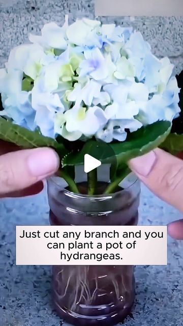 gardener_community on Instagram: "Propagation of hydrangeas

#plant #plants #nature #plantsofinstagram #garden #flowers #flower #green #plantsmakepeoplehappy #plantlover #photography #gardening #houseplants #naturephotography #cactus #plantlife #love #indoorplants #tree #urbanjungle #succulents #art #beautiful #plantstagram #photooftheday #landscape #succulent #plantlove #houseplant #naturelovers" Succulents Art, Propagating Hydrangeas, Hydrangea Season, Hydrangea Care, Hydrangea Garden, Plant Hacks, Plants Nature, Flower Green, Garden Photography