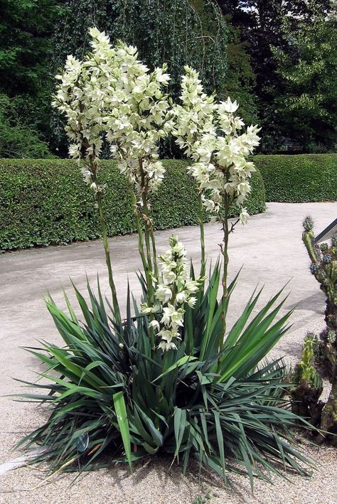 Flowers and Shrubs That Deer Won't Eat - Dengarden - Home and Garden Yucca Filamentosa, Northwest Garden, Goth Garden, Yucca Plant, Moon Garden, Drought Tolerant Plants, Evergreen Shrubs, Leaf Flowers, Types Of Flowers