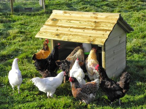 It's raining again in and as the hide from the rain in our various chicken shelters the FSF Blog turns it's attention to a quick guide to the various timber shelters for keeping dry in this Autumnal weather. Chicken Shelter From Rain, Chicken Shelter, Field Shelters, Rain Shelter, Raising Chicks, Gimme Shelter, Chicken Tractor, Chicken Life, Shelter Design