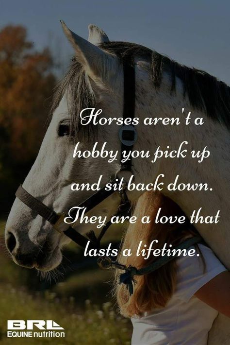 Equine Quotes, Funny Horse Memes, Cowgirl Quote, Inspirational Horse Quotes, Horse Riding Quotes, Equestrian Quotes, Racing Quotes, Horse Supplements, Cowgirl Quotes