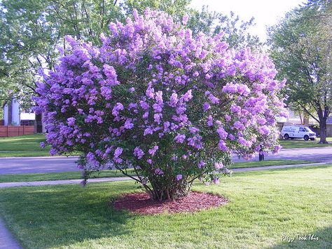 Lilac Tree- for the front yard Lilac Bush Landscaping Front Yards, Lilac Trees And Bushes, Lilac Tree Landscaping, Perennial Flower Garden, Lilac Trees, Common Lilac, Beautiful Purple Flowers, Butterfly Garden Plants, Garden Flowers Perennials