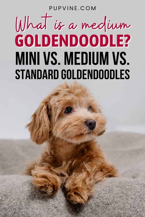 Medium Goldendoodle Full Grown, Mini Goldendoodle Full Grown, Full Grown Mini Goldendoodle, Teddy Bear Roses, Rose Teddy Bear Flower, Goldendoodle Full Grown, Teddy Bear Goldendoodle, Teddy Bear Aesthetic, Goldendoodle Mini