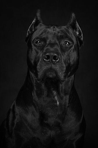 Black Pitbull, Mastiff Breeds, American Paint Horse, Pitt Bull, Dog Breeds List, Corso Dog, Animals Crossing, Dog List, American Pit Bull Terrier