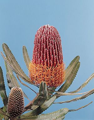 Flowers Name List, Flower Library, Australian Native Garden, Australian Wildflowers, Weird Plants, Australian Flowers, Australian Native Flowers, Australian Plants, Native Australians