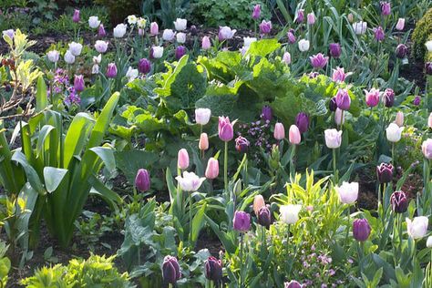 Spring Combination Ideas, Bulb Combinations, Plant Combinations, Flowerbeds Ideas, Spring Borders, Tulip Arabian Mystery,Tulip Ballade,Tulip Purple Rain,Tulip Shirle,Tulip Violet Beauty Flowerbeds Ideas, Girly Garage, Bulb Combinations, Tulip Combinations, Bulbs Garden Design, Spring Bulbs Garden, Spring Border, Planting Design, Garden Flower Beds