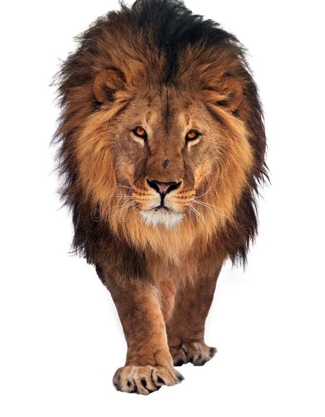 Lion walking and looking at camera isolated at white. The Lion walking and looki , #Ad, #walking, #Lion, #camera, #white, #isolated #ad Walking Lion, White Wall Mural, Lion Kings, Lion Walking, Animal Anime, Eagle Images, Lion Photography, Lions Photos, Spiritual Paintings