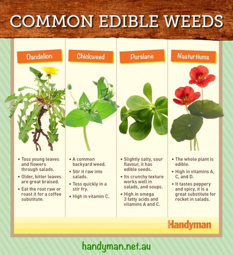 common edible weeds handyman magazine, Edible Weeds, Wild Food Foraging, Food Health Benefits, Edible Seeds, Organic Fruits And Vegetables, Wild Food, Edible Plants, Growing Vegetables, Garden Beds