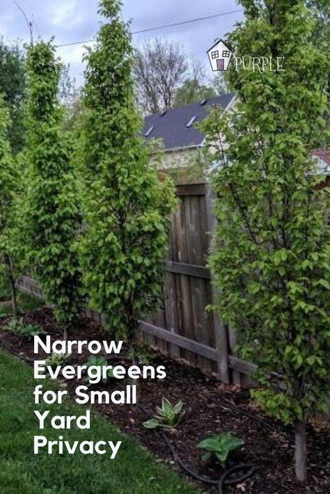 Small Yard Privacy, Narrow Evergreen Trees, Yard Privacy, Evergreen Landscape, Small Yard Landscaping, Backyard Trees, Side Yard Landscaping, Kids Backyard, Privacy Landscaping