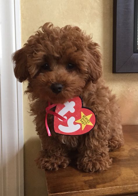 My little Beanie Baby! Easiest dog costume ever :) Ty Stuffed Animal Halloween Costume, Ty Dog Costume, Baby Dog Costume, Beanie Baby Costumes, Beanie Baby Dog, Holloween Costumes, Ty Stuffed Animals, Dog Beanie, Animal Halloween Costumes