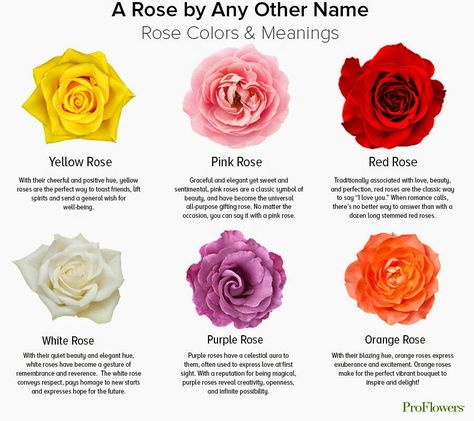 Rose Color Chart Meanings Yellow Rose Meaning, Single Yellow Rose, Rose Color Meanings, Small Wave Tattoo, Rose Meaning, Yellow Rose Flower, Rose Colors, White Rose Flower, Beach Wedding Flowers