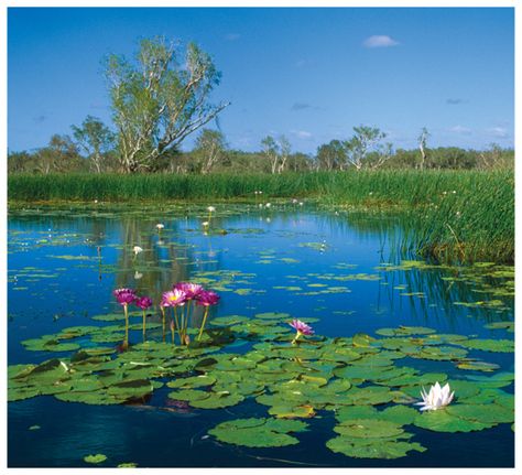 Land and Aquatic Biomes | Welcome to Mrs. Sandoval's Awesome Science Page! Background For Powerpoint Presentation, Grass Flowers, Biome, Fun Science, Go Outside, Powerpoint Presentation, Iran, Montessori, Fresh Water