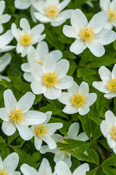 American and European wood anemones flower in early spring and are an excellent choice for shady spots in the garden. These spring ephemerals are idea for growing in wooded areas with dappled shade and moist soil. Learn how to plant and grow wood anemones now on Gardener's Path. #woodanemone #shadegarden #gardenerspath Meadow Anemone, Flower Aesthetic White, Uk Wildflowers, Border Garden Ideas, White Flower Aesthetic, Anemones Flower, Spring Ephemerals, White Flowers Aesthetic, Cover Ups Tattoo