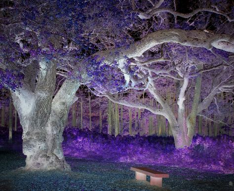 Inverted photo of a forest bench . #invertedphoto #inverted #photography #purple Invert Photo, Invert Colors, Ap Art, Photography Wallpaper, Dark Forest, Treasure Hunt, Art Inspo, Cool Photos, Art Photography