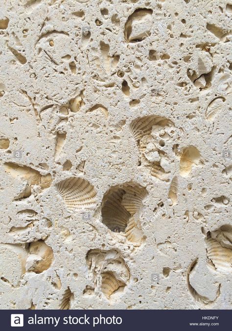 Detail of fossils in an Italian Travertine stone tile Stock Photo, Royalty Free Image: 132453327 - Alamy Tabby Fireplace, Travertine Pattern, Material Exhibition, Concrete Aesthetic, Patio Stairs, Italian Stone, Stone Walls Interior, Chocolate Stores, Stone Wall Design