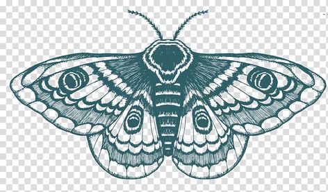 Black Witch Moth, Moth Tattoos, Moth Drawing, 50 Tattoo, Moth Tattoo Design, Tattoo Thigh, Drawing T Shirt, Biology Teacher, Moth Tattoo