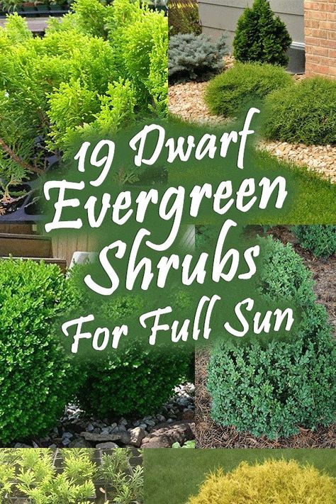 Shrubs For Full Sun, Frontyard Landscape, Full Sun Landscaping, Full Sun Shrubs, Full Sun Garden, Shrubs For Landscaping, Evergreen Landscape, Landscape Backyard, Landscape Layout