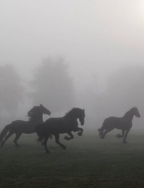 Cai Sălbatici, Rasy Koni, Animal Reference, Horse Aesthetic, The Fog, Black Horse, Horse Photos, Pretty Horses, Horse Love