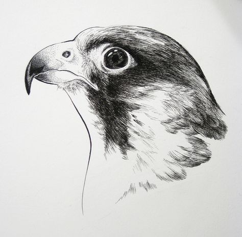 Peregrine Falcon Drawing, Peregrine Falcon Art, Falcon Sketch, Falco Pellegrino, Falcon Drawing, Sketchbook Ideas Inspiration, Falcon Art, Harris Hawk, Sketch Images