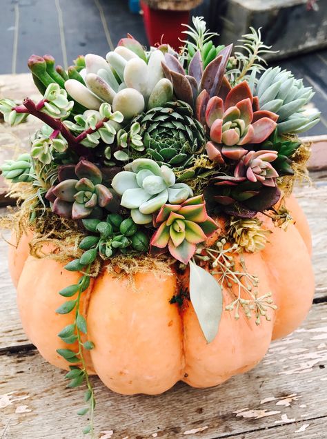 Fall Succulent Arrangements, Pumpkin Decorating Contest Winners, Pumpkin Succulents, Pumpkin Flower Arrangements, Pumpkin Flower Arrangement, Pumpkin With Flowers, Thanksgiving Decorations Diy Table, Pumpkin Bouquet, Succulent Pumpkin