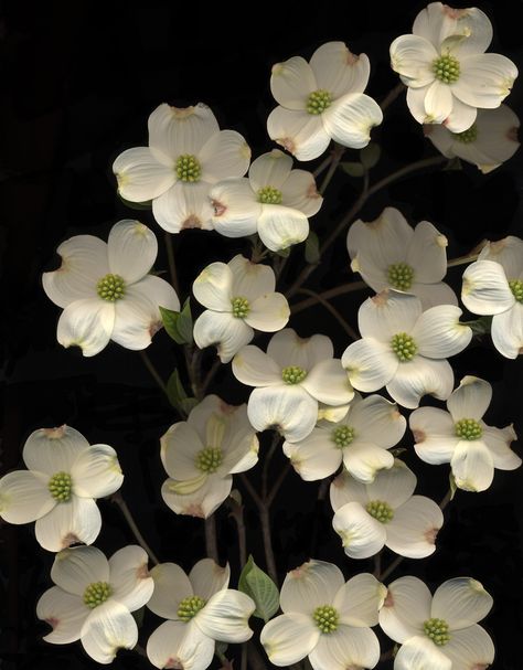 dogwood branches Dogwood Quilt, Flowers At Wedding, Cornus Florida, Dogwood Blooms, Dogwood Branches, Dogwood Flower, Dogwood Blossoms, Dogwood Trees, Dogwood Flowers