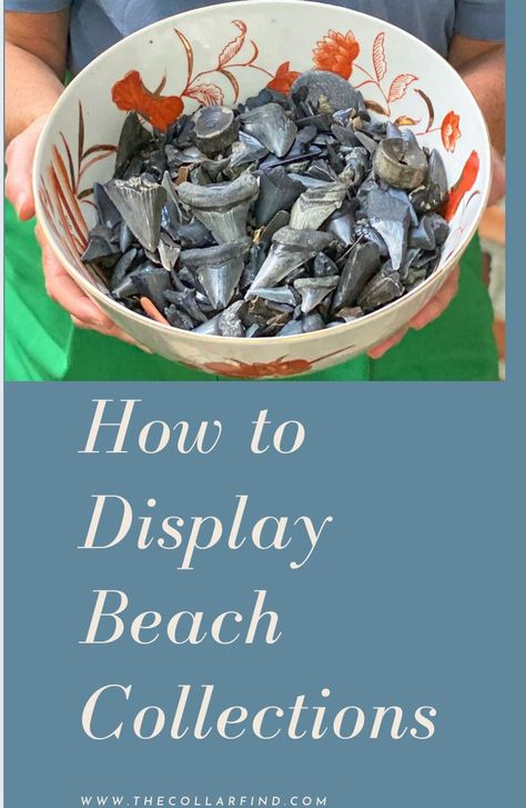 Sharks Tooth Display, Shark Teeth Collection Display, Display Shark Teeth, Shark Tooth Collection Display, Displaying Rocks From Vacation, Seashell Storage Ideas, Sharks Teeth Display, How To Display Shark Teeth, Shark Tooth Display Ideas