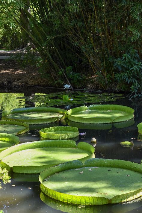 Kanapaha Gardens~Giant Victoria Water Lily native to the Amazon Basin.  World’s largest water Lily.  Their leaves may be 6 feet or more in diameter.🐸 Victoria Water Lily, Procreate References, Brazil Rainforest, Astronomy Club, Jungle Vbs, Giant Water Lily, Rainforest Photography, Lily Seeds, Water Lilies Painting