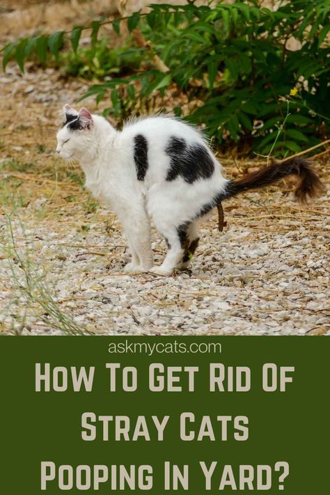 Are you tired of stray cat pooping in your yard? Find out How To Get Rid Of Stray Cats Pooping In Yard? #knowyourcat #straycat #poopingcat #catpoop Cat Repellant Outdoor, Cat Deterrent, Cat Repellant, Cat Proofing, Dog Yard, Cat Pee, Stray Cats, Alley Cat, Lost Cat