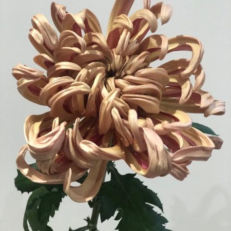 Vienna Copper Chrysanthemum, Chrysanthemum Centerpiece Wedding, Brown Flower Arrangements, Crisanthiums Flower, Copper Flowers, October Flowers, Colour Guide, Long Stem Flowers, Plant Style