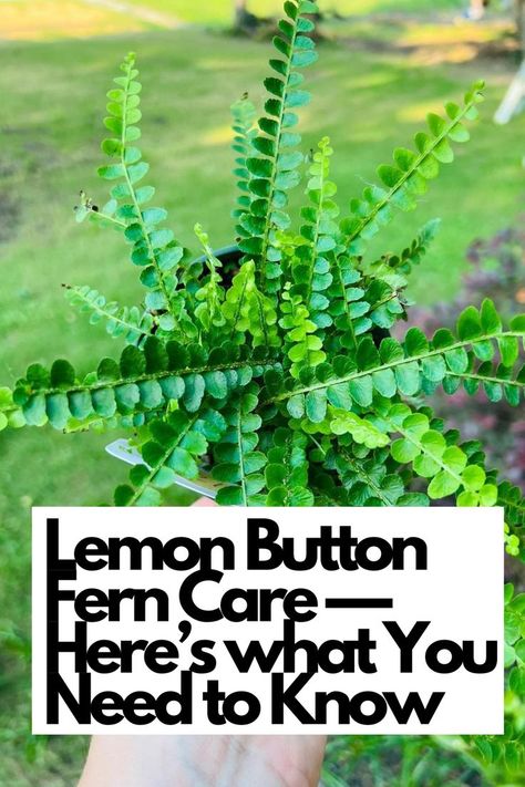 Curious about Lemon Button Fern care? Here's everything you need to know to keep this charming plant thriving. Learn the essential tips and techniques to provide the ideal conditions for your Lemon Button Fern. From light requirements to watering routines, we've got you covered with detailed care instructions. Dive into the descriptive details of this delightful fern and create a thriving green oasis in your space.  IG Photo by: pricklyplanttruck Button Fern Care, Lemon Button Fern, Fern Houseplant, Plant Parenting, Button Fern, Fern Care, Ferns Care, Plants Under Trees, Peperomia Plant