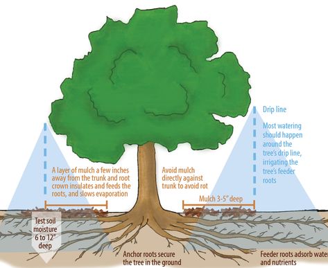 Even During Drought, Trees are Worth the Water! - Canopy : Canopy Watering Trees, Landscape Irrigation, Tree Mulch, Food Forest Garden, Horizon Landscape, Summer Tree, Irrigation Systems, Drip Edge, Street Trees