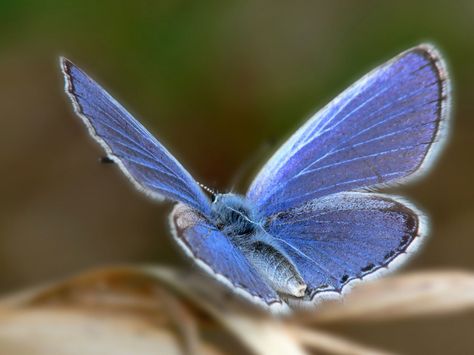 Xerces Blue Butterfly, an extinct species of butterfly in the gossamer-winged butterfly family, Lycaenidae, once lived in coastal sand dunes of the Sunset District of San Francisco and is believed to be the first American butterfly species to become extinct as a result of loss of habitat caused by urban development. The last Xerces Blue was seen in either 1941 or 1943 on land that is part of Golden Gate National Recreation Area. by insect-morphology.blogspot  #Butterfly #Xerces_Blue Photo Papillon, Butterfly Family, Blue Butterfly Wallpaper, Papillon Butterfly, Butterfly Species, Butterfly Photos, Extinct Animals, Abraham Hicks, Butterfly Wallpaper