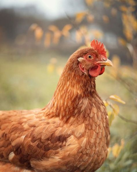 Homestead Photography, Chicken Pecking, Backyard Flowers Garden, Harvest Farm, Chicken Pictures, Beautiful Chickens, Farm Sanctuary, Backyard Flocks, Animal Study