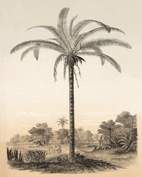 Palm tree art print antique Botanical Art Prints Home Decor Wall Art Victorian art print Sepia art print Vintage prints antique wall art | acrylic painting food
, kitchen artwork painting
, kitchen artwork painting
, acrylic painting kitchen art
, oil painting food
, kitchen paintings art wall decor
, kitchen paintings art wall decor bohemian
, fruit wall art
, fruit art print
, fruit painting prints
, abstract fruit painting
, fruit canvas painting Vintage Palm Tree Illustration, Rustic Lounge, Palm Tree Drawing, Sepia Art, Antique Wall Art, Movie Subtitles, Palm Tree Art, Wabi Sabi Art, Tropical Wall Art