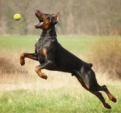 Doberman Running, Dog Poses Reference, Dog Leaping, Dog Attacking, Dog Posing, European Doberman, Doberman Mix, Dog Doberman, Dog Running