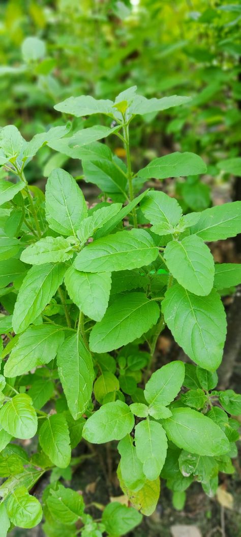 Holy Basil Plant Tulsi Aesthetic, Holy Basil Benefits, Basil Benefits, Tulsi Plant, Growing Healthy Hair, Pimples Remedies, Basil Plant, Holy Basil, Cold Remedies