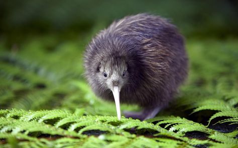 The kiwi bird. The only bird without wings and tail.... Kiwi Bird, Flightless Bird, Exotic Birds, Amazing Animals, Pretty Birds, Bird Species, 귀여운 동물, Beautiful Creatures, Beautiful Birds