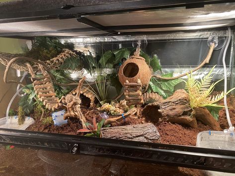 Leopard Gecko Habitat Ideas Cute, Uromastyx Enclosure, Bearded Dragon Terrarium Ideas Tanks, Diy Reptile Decor, Leopard Gecko Habitat Ideas, Hermit Crab Enclosure, Skink Enclosure, Leopard Gecko Terrarium Ideas, Diy Bearded Dragon Cage