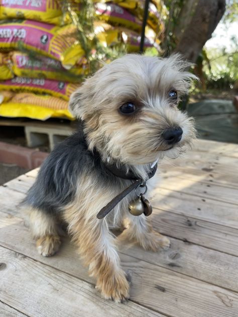 Stevey-Teacup Yorke Short hair Yorkie Puppies For Sale, Puppies For Sale Near Me, Yorkie Puppy For Sale, Yorkie Puppies, Yorkshire Terrier Puppies, Terrier Puppies, Yorkie Puppy, Classified Ads, Yorkshire Terrier