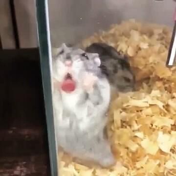 Hamster Memes Funny, Funny Hamster Videos, Hamster Funny, Hamsters Video, Hamster Meme, Funny Hamster, Funny Pet Videos, Animals Video, Video Random