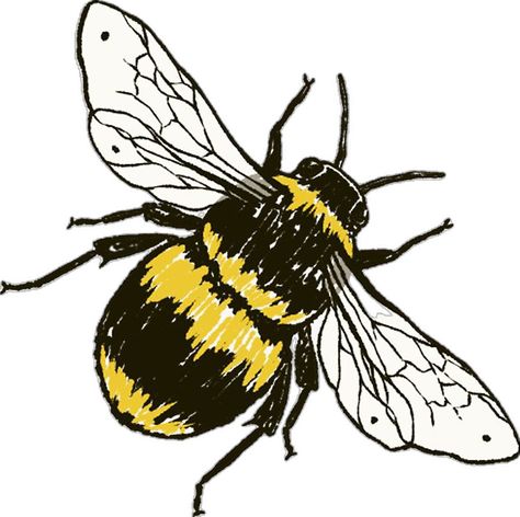 Honey Bee Drawing, Bee Outline, Bee Sketch, Bumble Bee Art, Bee Artwork, Bee Printables, Bee Drawing, Bee Painting, Bee Illustration