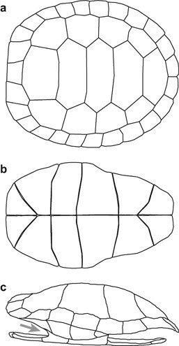 Sea Turtle Artwork, Turtle Shells, Coral Reef Art, Shell Drawing, Turtle Sculpture, Turtle Drawing, Animal Sewing Patterns, Turtle Painting, Turtle Art