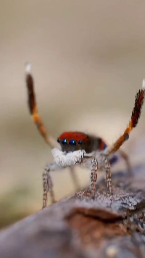 Science girl (@gunsnrosesgirl3) on X Dancing Spider, Peacock Spider, Dancing Moves, Science Girl, The Peacock, Tiny Dancer, Dancing, Dancer, Cute Animals