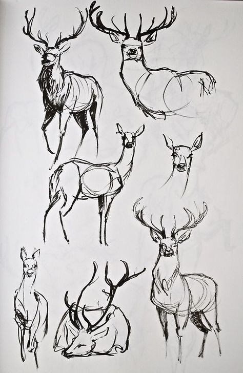 Deer Artwork, Deer Drawing, Animal Drawings Sketches, Sketchbook Tour, Arte Sketchbook, Sketchbook Art, Animal Sketches, 판타지 아트, Art Tutorials Drawing