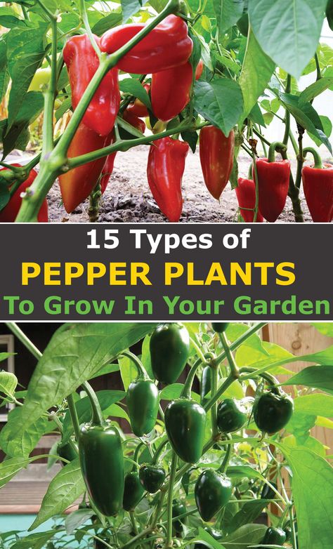 Types Of Peppers To Grow, Hot Chili Peppers, Selling Seedlings, Capsicum Plant, Growing Green Peppers, Hot Pepper Plants, Gardening Peppers, Growing Chili Peppers, Garden Peppers